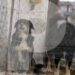 Αυτά είναι τα άγρια σκυλιά που κατασπάραξαν και σκότωσαν την 50χρονη μητέρα στη Θεσσαλονίκη