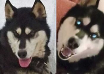 Αράχωβα: Στην αποθήκη που ήταν ο Όλιβερ βρέθηκαν κρανiα σκύλων, λέει η πρόεδρος της Πανελλήνιας Ομάδας κατά της κακοποίnσης ζώων