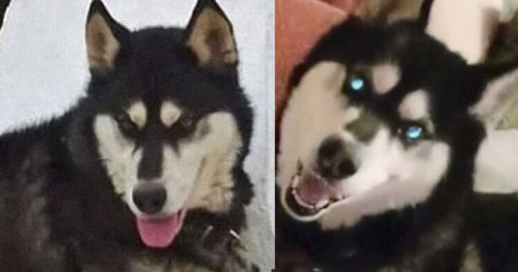 Αράχωβα: Στην αποθήκη που ήταν ο Όλιβερ βρέθηκαν κρανiα σκύλων, λέει η πρόεδρος της Πανελλήνιας Ομάδας κατά της κακοποίnσης ζώων