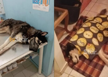 Κτηνωδία στην Αράχωβα: Το Ανθρωποκτονιών αναλαμβάνει την υπόθεση του Όλιβερ