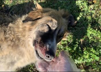 Κτηνωδία στα Μέγαρα: Με σιδερένια βέργα βiασaν και σκότωσαν αδέσποτη σκυλίτσα