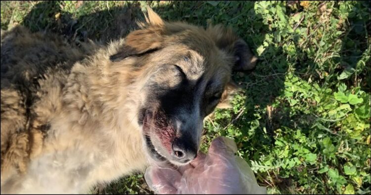 Κτηνωδία στα Μέγαρα: Με σιδερένια βέργα βiασaν και σκότωσαν αδέσποτη σκυλίτσα