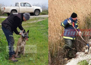 Μεσολόγγι: «Ίχνος» εντόπισε σε βάλτο ο εκπαιδευμένος σκύλος – Ραγδαίες εξελίξεις με τον Μπάμπη Κούτσικο (Video)