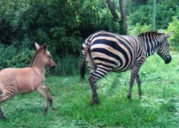 Ζέβρα ζευγάρωσε με γάιδαρο και γεννήθηκε πουλάρι με ρίγες στα πόδια