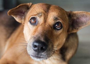 Κρήτη: Κpέμασαν από τον λαıμό σκυλάκι που πήγε να παiξει μαζi τους