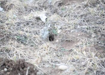 Αποκρουστικές εικόνες στη Λάρισα με εκατοντάδες ποντίκια σε οικόπεδο δίπλα από σχολεία της πόλης