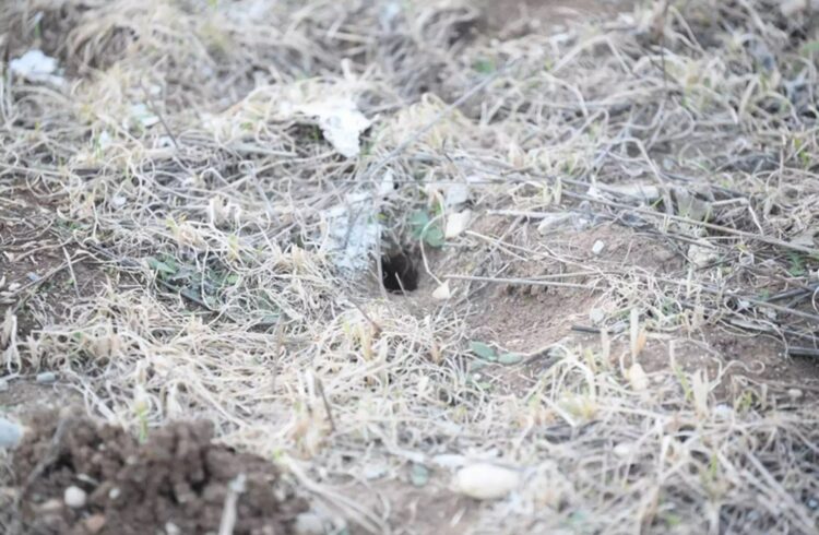 Αποκρουστικές εικόνες στη Λάρισα με εκατοντάδες ποντίκια σε οικόπεδο δίπλα από σχολεία της πόλης