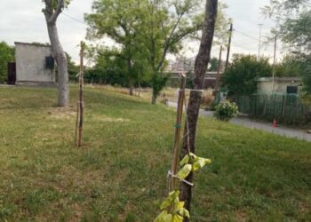 δενδροφύτευση Εύοσμο Θεσσαλονίκης για τα Τέμπη