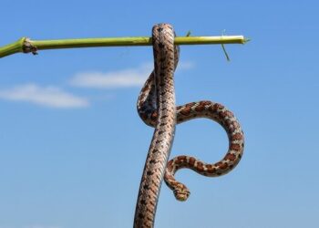 Φρίκη στην Πάτρα: Πήγε να βάλει τα παπούτσια και τον δάγκωσε οχιά – «Έβγαζε σάλια από το στόμα» (Video)