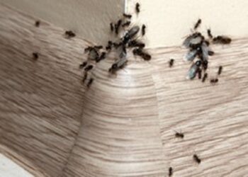 Πώς θα διώξετε τα μυρμήγκια από το σπίτι σας με φυσικό τρόπο