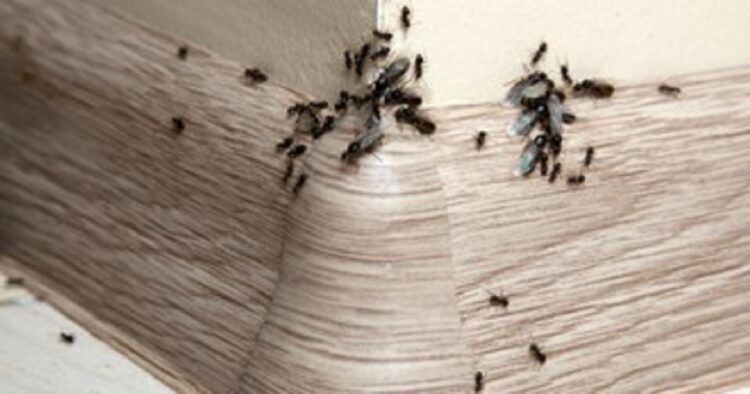 Πώς θα διώξετε τα μυρμήγκια από το σπίτι σας με φυσικό τρόπο