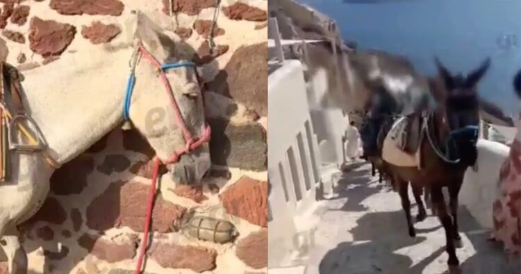 Εικόνες ντροπής στη Σαντορίνη: Γαϊδουράκια σε ρόλο «ταξιτζή» την ημέρα και «απορριμματοφόρου» την νύχτα