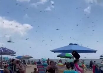 Απόκοσμες εικόνες σε παραλία: Ανατριχιαστικό θέαμα με χιλιάδες μεγάλα έντομα να «ορμάνε» επάνω σε λουόμενους