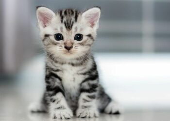 Αδιανόητη κτηνωδία στη Θεσσαλονίκη: Γατάκι βρέθηκε ακρωτηριασμένο στον Λαγκαδά