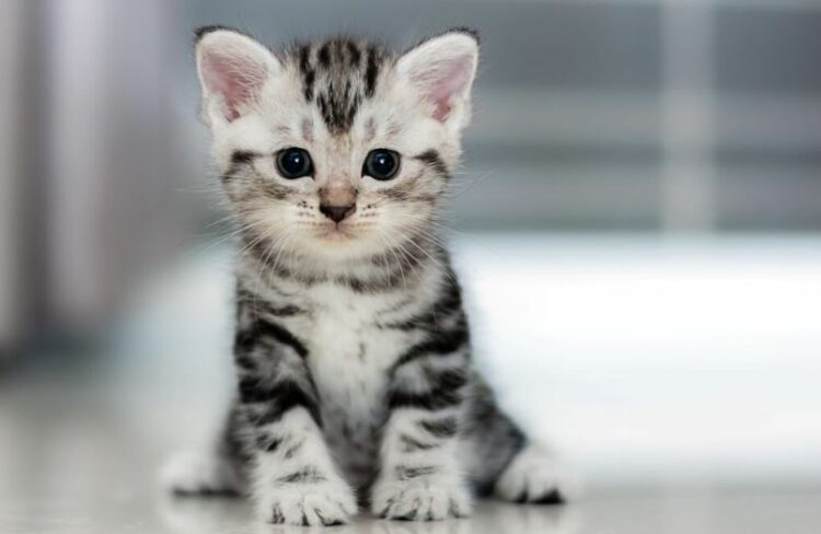 Αδιανόητη κτηνωδία στη Θεσσαλονίκη: Γατάκι βρέθηκε ακρωτηριασμένο στον Λαγκαδά