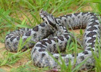 Την δάγκωσε οχιά που είχε κρυφτεί κάτω από το κρεβάτι της δίχρονης εγγονής της – Την γλίτωσε στο «παρά πέντε»